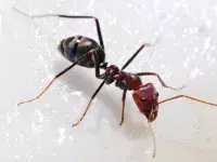 Μυρμήγκια  ονειροκρίτης