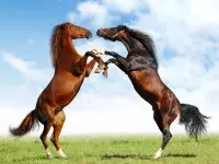 άλογο, μαύρο άλογο, άσπρο άλογο, ονειροκρίτης, 