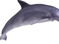 δελφίνι, ονειροκριτης