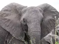 ελέφαντας, ονειροκρίτης