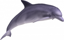 δελφίνι, ονειροκριτης