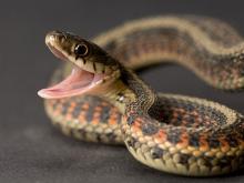 φίδι φίδια ονειροκρίτης