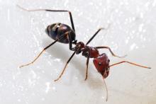 Μυρμήγκια  ονειροκρίτης